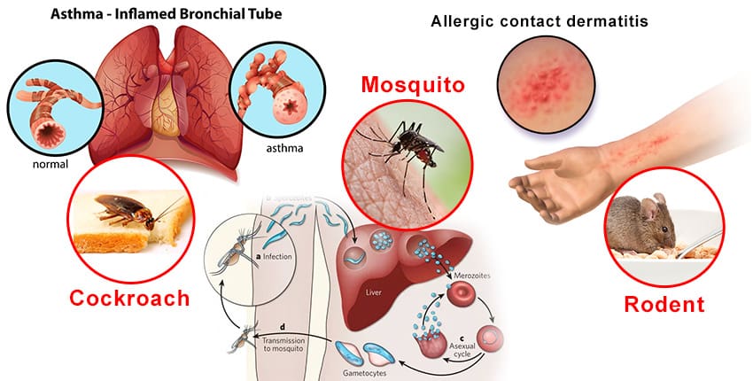 Pests And Public Health: Understanding The Risks