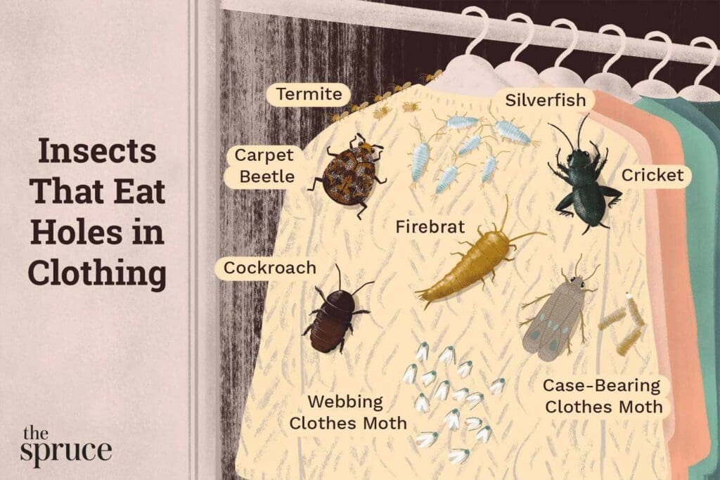 Pests And The World Of Fashion Pests And The World Of Fashion