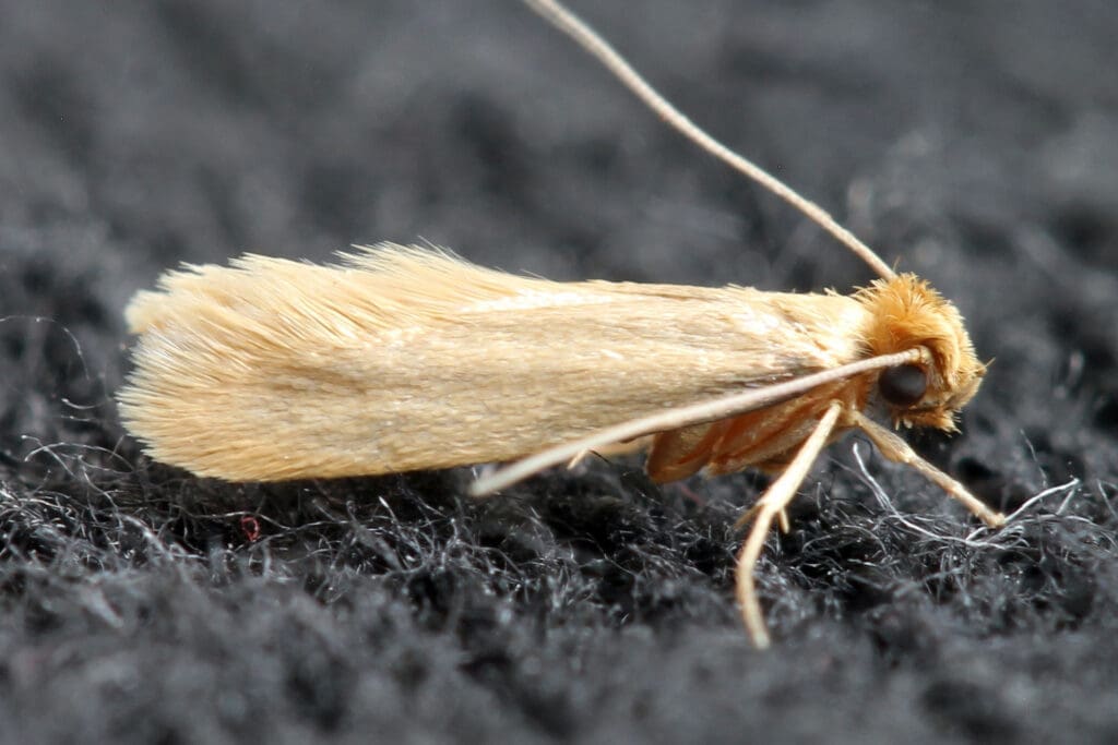 Pests And The World Of Fashion Pests And The World Of Fashion