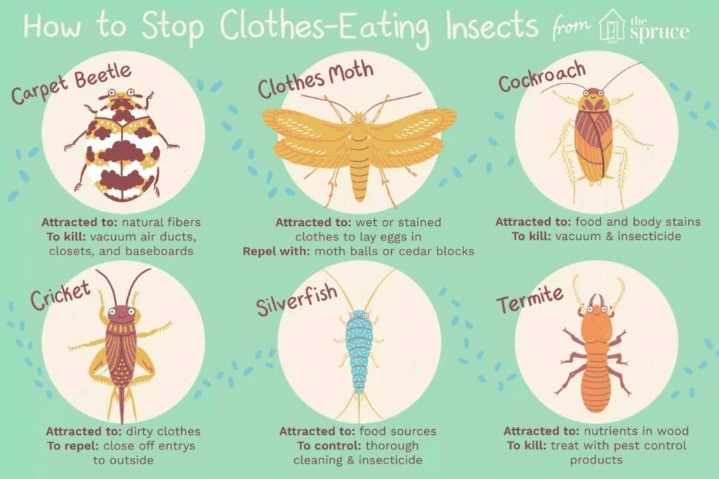 Pests And The World Of Fashion Pests And The World Of Fashion