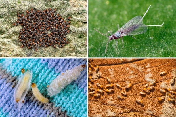 Pests And The World Of Fashion Pests And The World Of Fashion