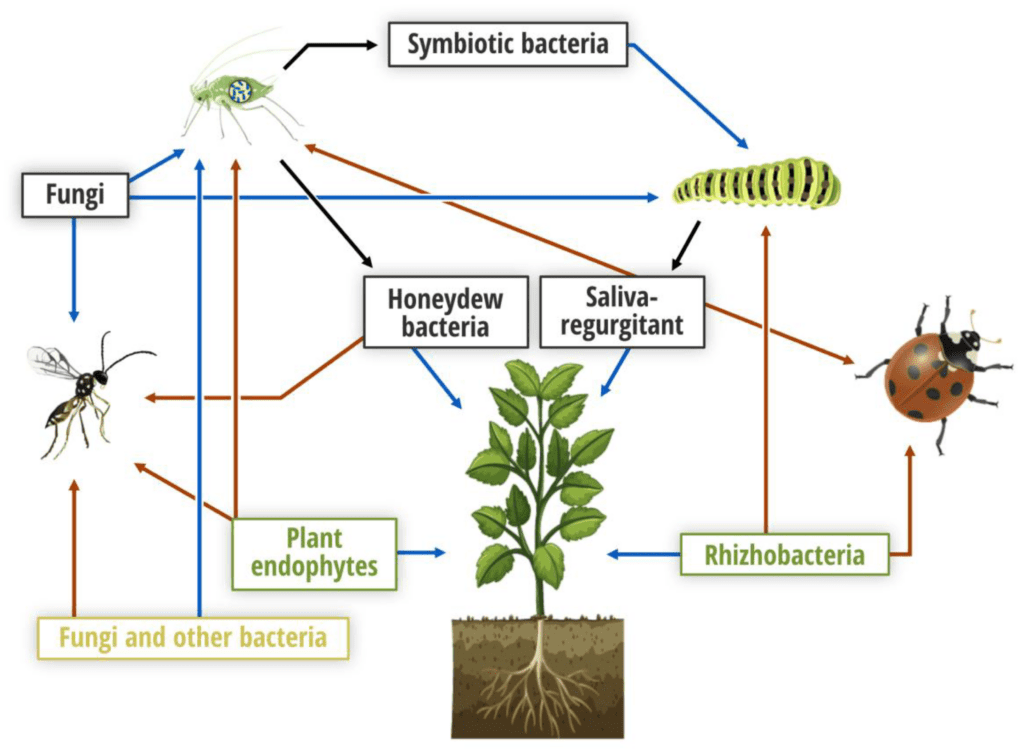 Pests And Their Role In Ecosystems Pests And Their Role In Ecosystems