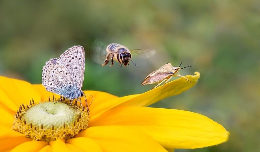 Pests And Their Role In Ecosystems Pests And Their Role In Ecosystems