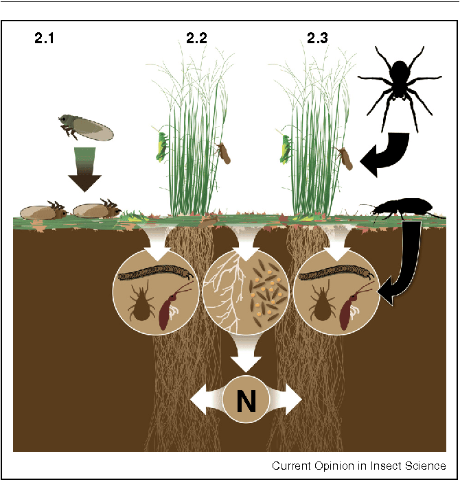 Pests And Their Role In Ecosystems Pests And Their Role In Ecosystems