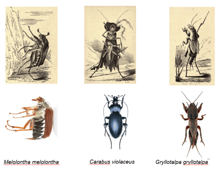 Pests In Literature: From Classics To Modern Tales Pests In Literature: From Classics To Modern Tales