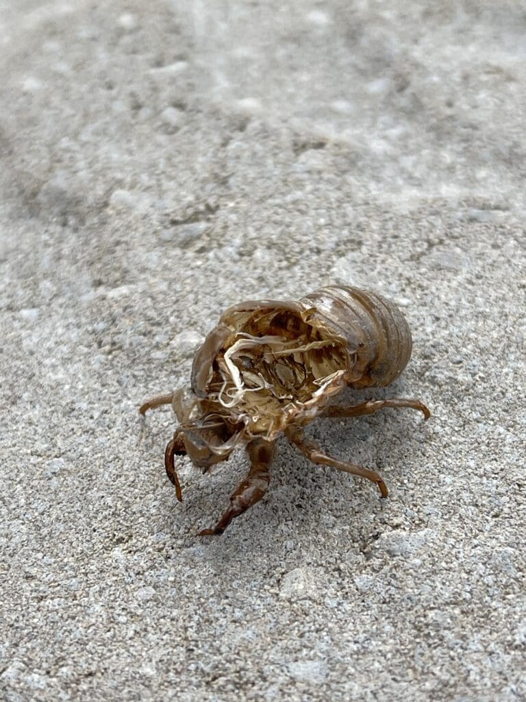 Pests In Music: From Lyrics To Real-Life Infestations Pests In Music: From Lyrics To Real-Life Infestations