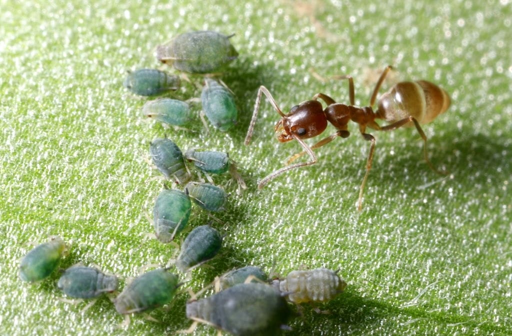 Pests In Music: From Lyrics To Real-Life Infestations Pests In Music: From Lyrics To Real-Life Infestations