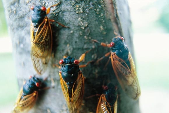 Pests In Music: From Lyrics To Real-Life Infestations Pests In Music: From Lyrics To Real-Life Infestations