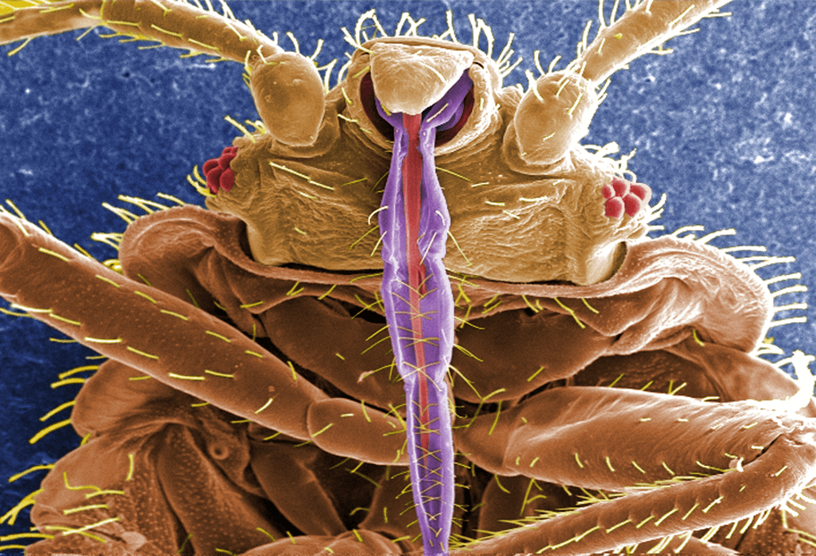 Pests In Music: From Lyrics To Real-Life Infestations Pests In Music: From Lyrics To Real-Life Infestations