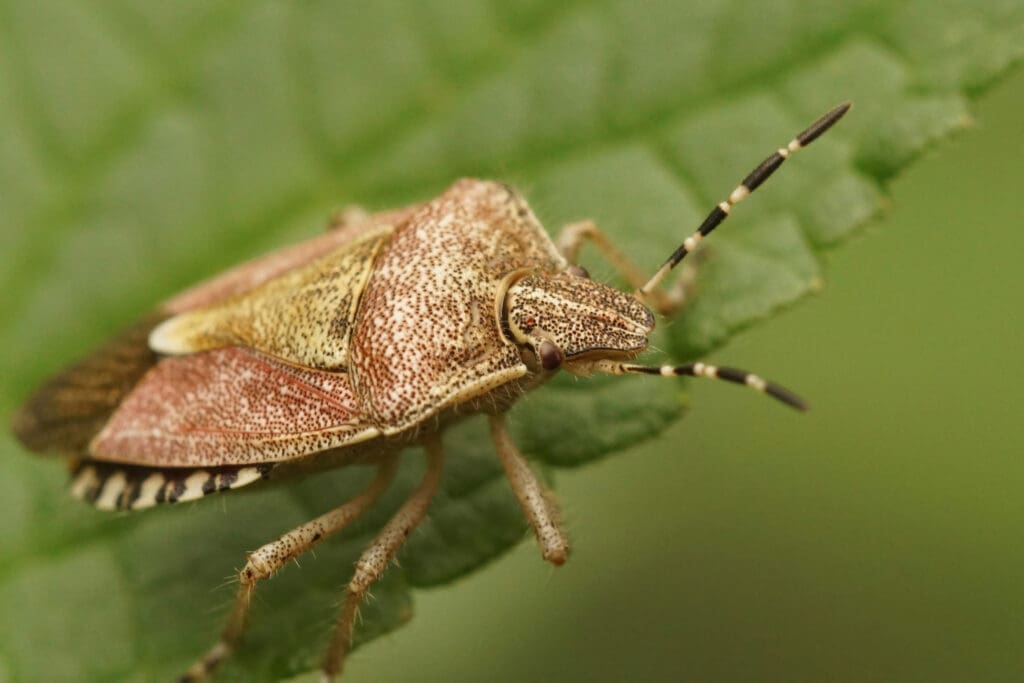 Pests In Urban Vs. Rural Settings: A Comparative Study Pests In Urban Vs. Rural Settings: A Comparative Study