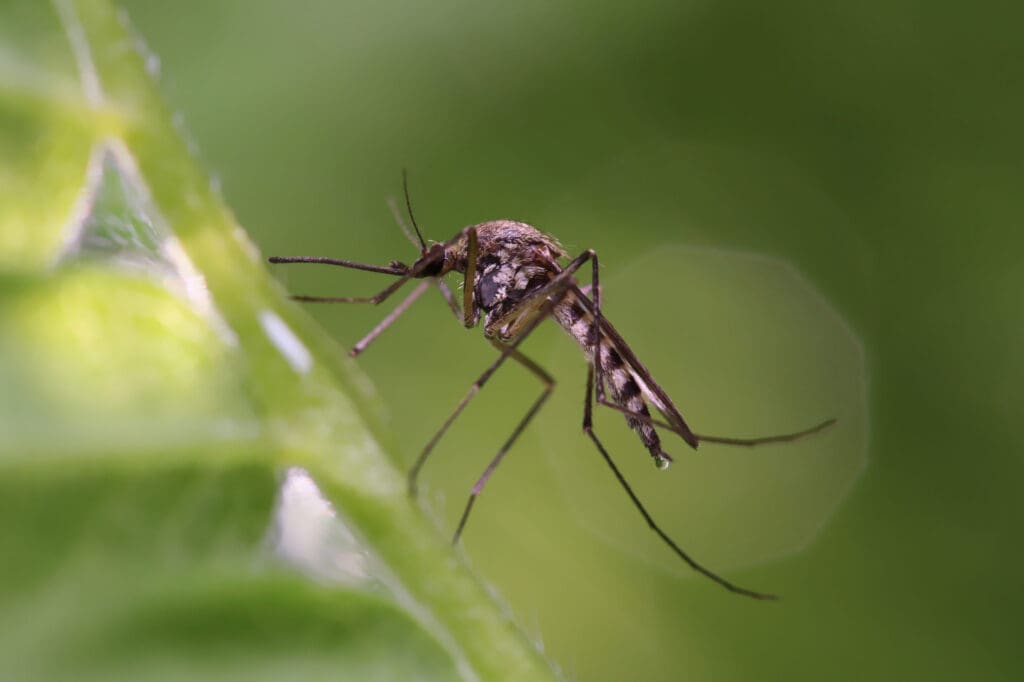 Pests In Urban Vs. Rural Settings: A Comparative Study Pests In Urban Vs. Rural Settings: A Comparative Study
