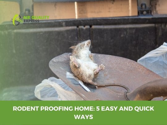 Rodent-Proofing Your Home: A Step-by-Step Guide Rodent-Proofing Your Home: A Step-by-Step Guide