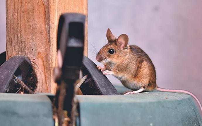 Rodent-Proofing Your Home: A Step-by-Step Guide Rodent-Proofing Your Home: A Step-by-Step Guide