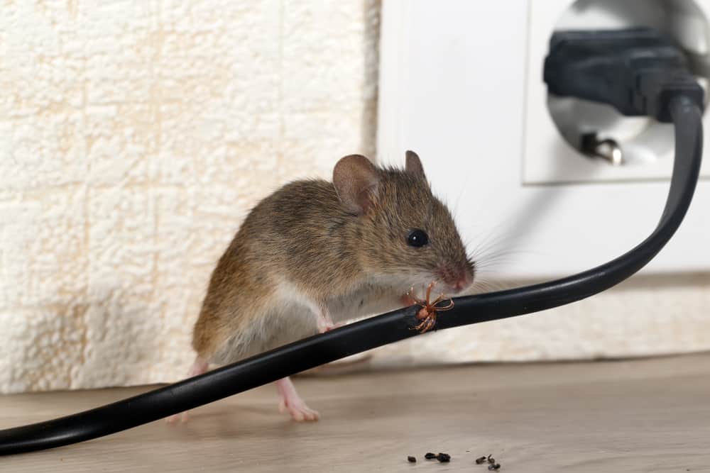 The Allure Of Ultrasonic Pest Repellents: Do They Work? The Allure Of Ultrasonic Pest Repellents: Do They Work?
