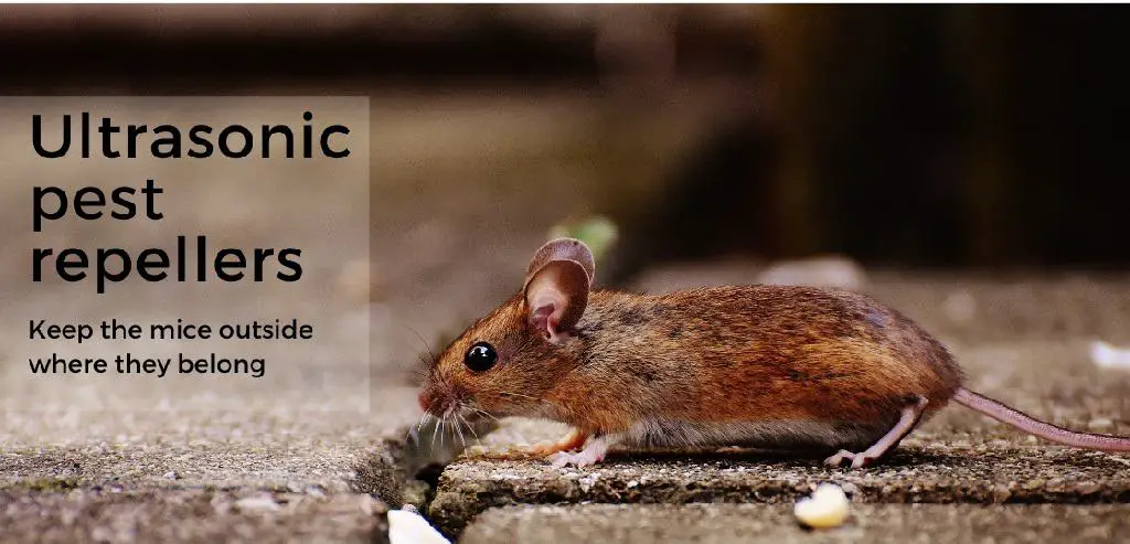 The Allure Of Ultrasonic Pest Repellents: Do They Work? The Allure Of Ultrasonic Pest Repellents: Do They Work?