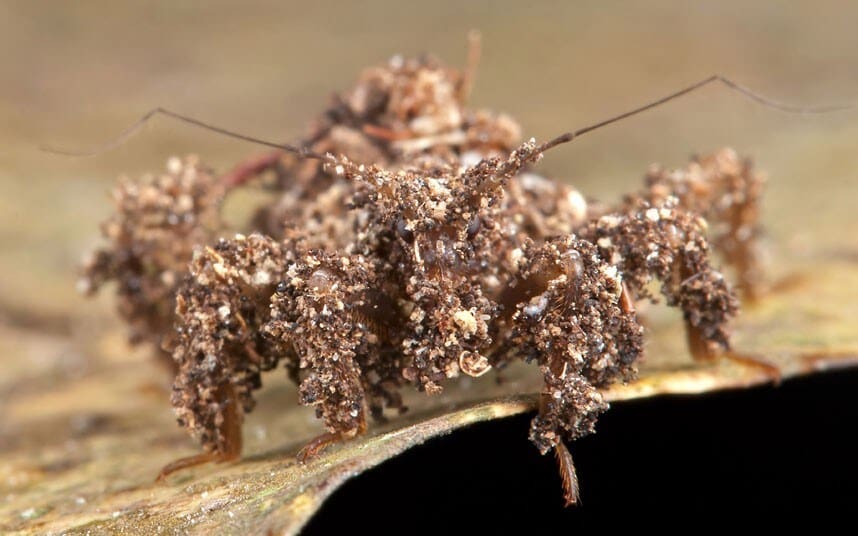 The Art Of Camouflage: Pests And Their Disguises The Art Of Camouflage: Pests And Their Disguises