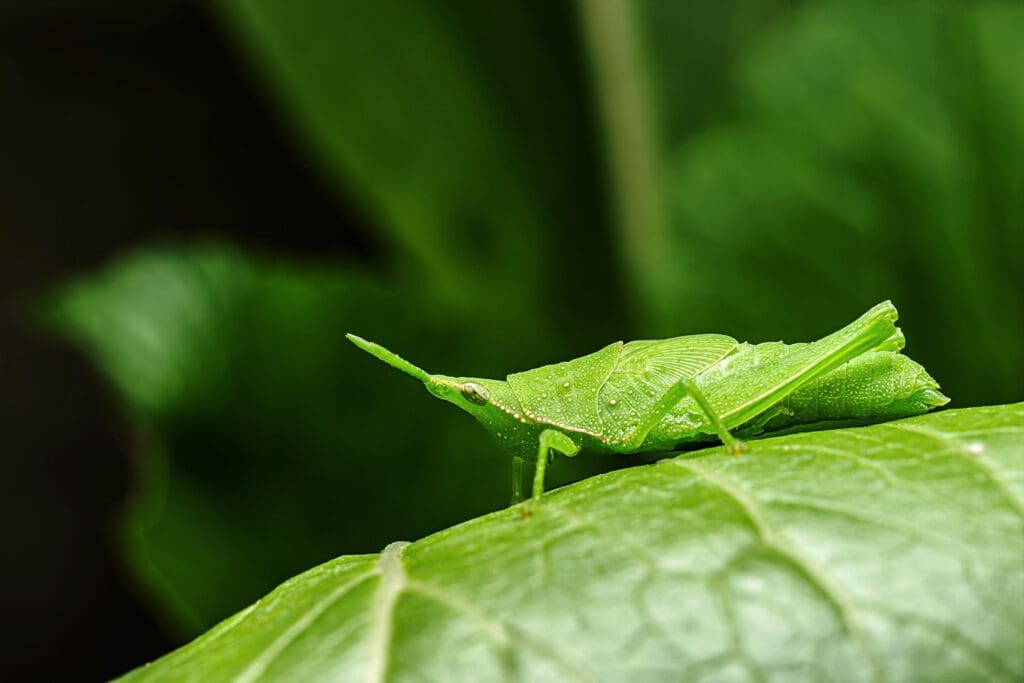 The Art Of Camouflage: Pests And Their Disguises The Art Of Camouflage: Pests And Their Disguises