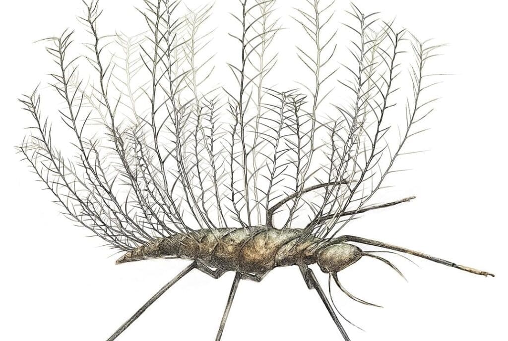 The Art Of Camouflage: Pests And Their Disguises The Art Of Camouflage: Pests And Their Disguises