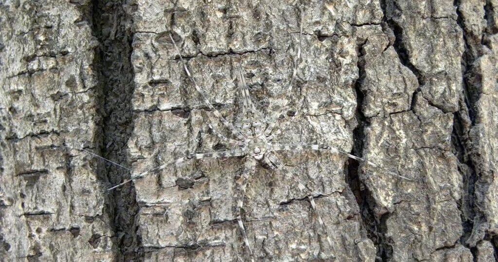 The Art Of Camouflage: Pests And Their Disguises The Art Of Camouflage: Pests And Their Disguises