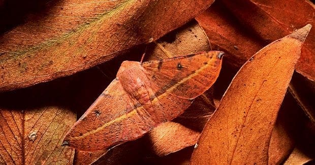 The Art Of Camouflage: Pests And Their Disguises The Art Of Camouflage: Pests And Their Disguises