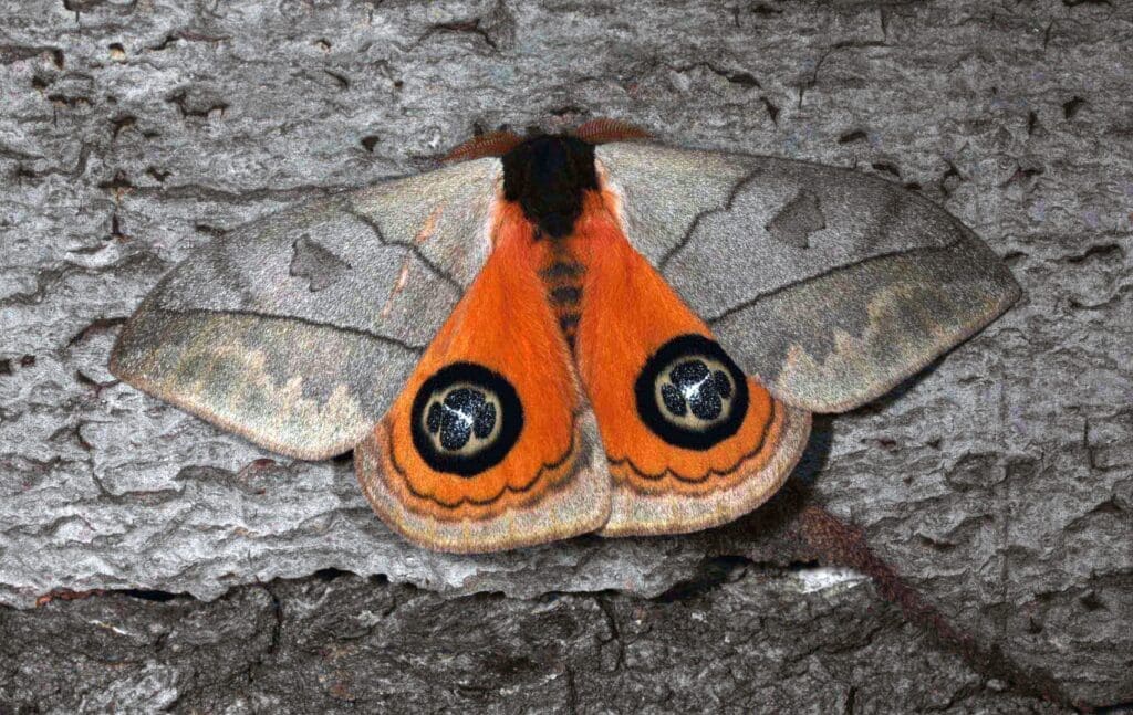 The Art Of Natural Moth Deterrence The Art Of Natural Moth Deterrence