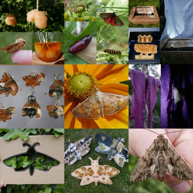 The Art Of Natural Moth Deterrence The Art Of Natural Moth Deterrence