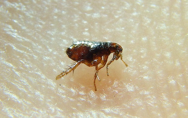 The Battle Against Fleas: From Infestation To Eradication The Battle Against Fleas: From Infestation To Eradication