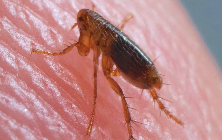 The Battle Against Fleas: From Infestation To Eradication The Battle Against Fleas: From Infestation To Eradication