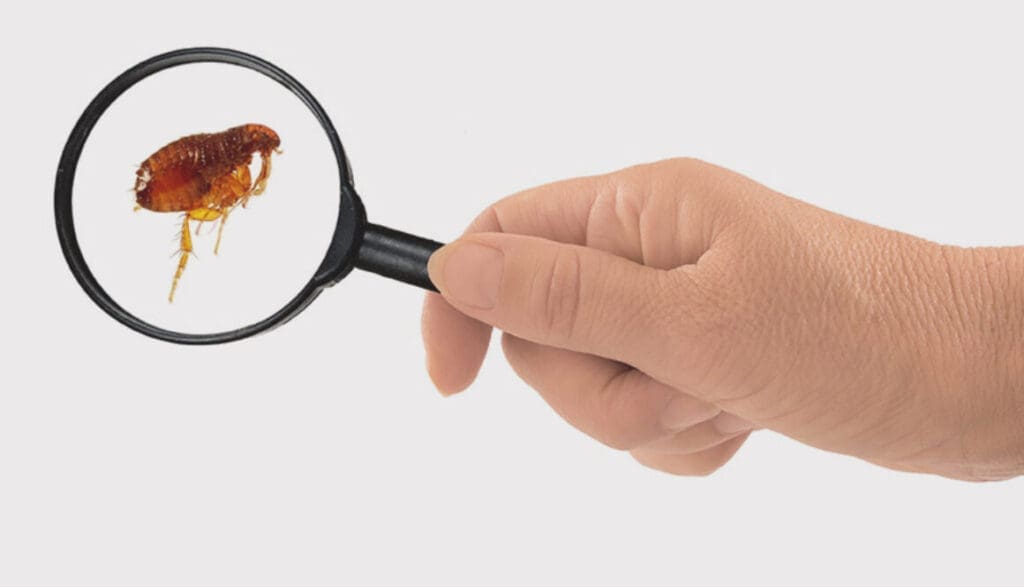 The Battle Against Fleas: From Infestation To Eradication The Battle Against Fleas: From Infestation To Eradication