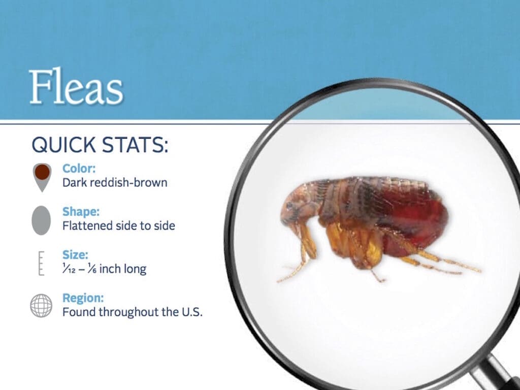 The Battle Against Fleas: From Infestation To Eradication The Battle Against Fleas: From Infestation To Eradication