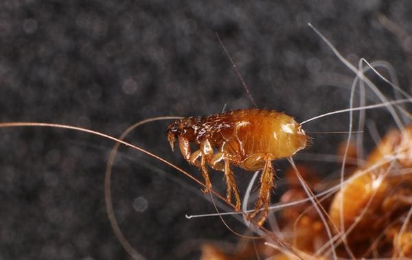 The Battle Against Fleas: From Infestation To Eradication The Battle Against Fleas: From Infestation To Eradication