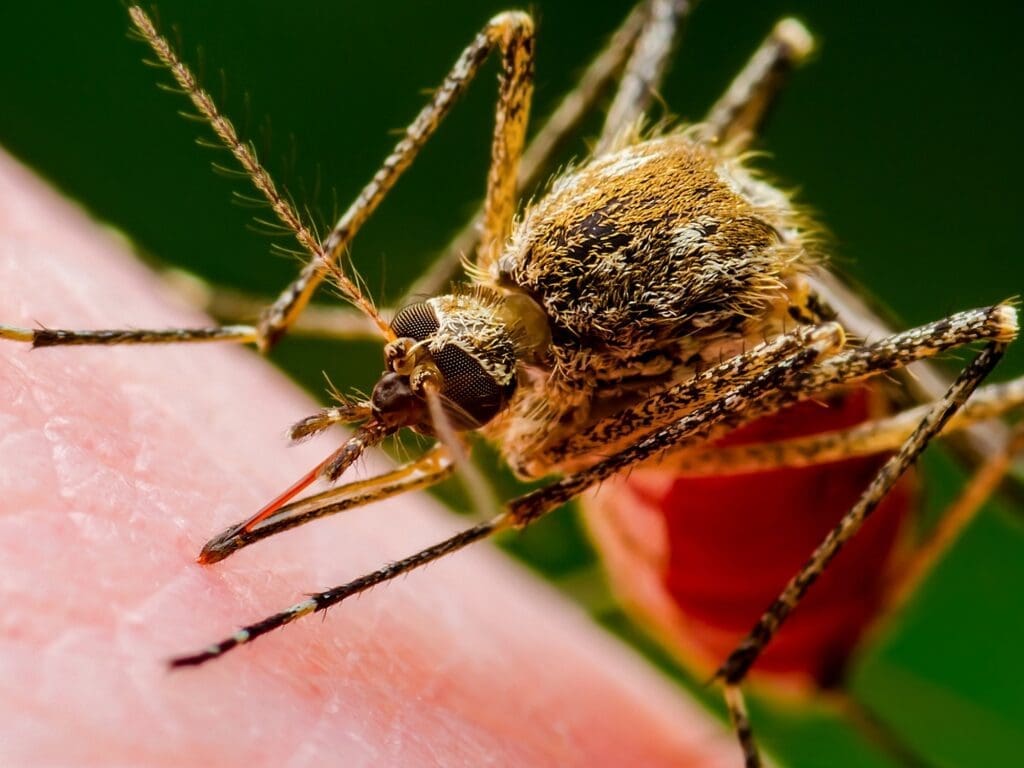 The Battle Against Mosquito-Borne Diseases