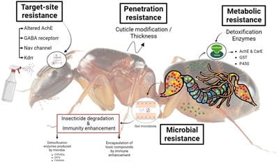 The Challenge Of Managing Invasive Pest Species The Challenge Of Managing Invasive Pest Species