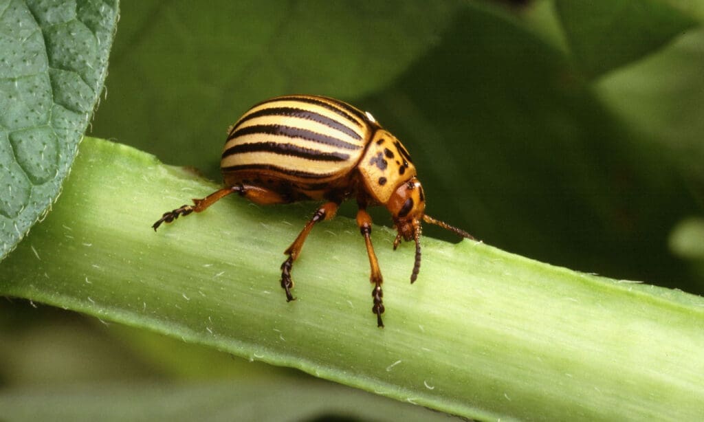 The Challenge Of Managing Invasive Pest Species The Challenge Of Managing Invasive Pest Species