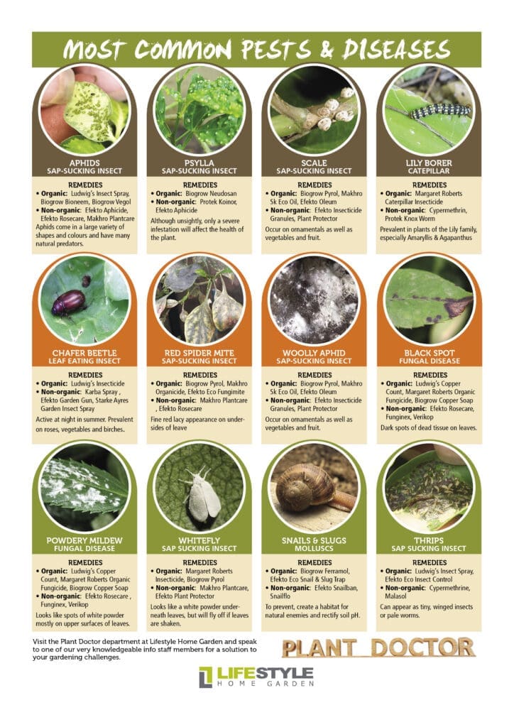 The Connection Between Pests And Plant Diseases