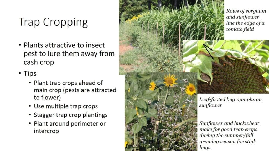 The Cultural Significance Of Pests The Cultural Significance Of Pests