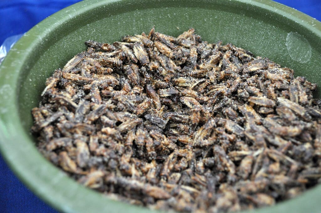 The Cultural Significance Of Pests In Festivals The Cultural Significance Of Pests In Festivals