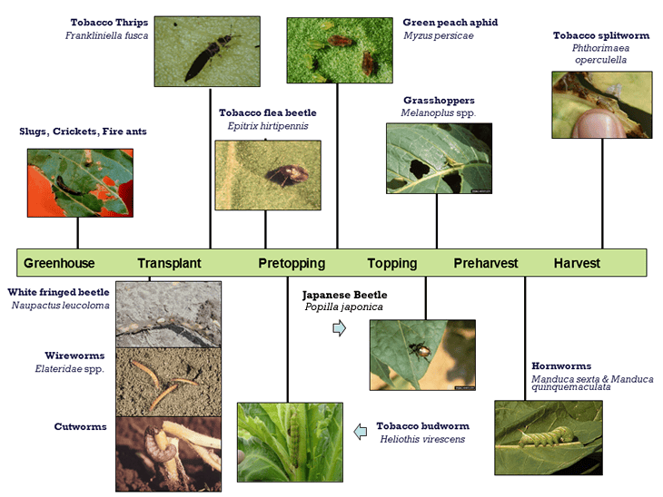 The Cultural Significance Of Pests The Cultural Significance Of Pests