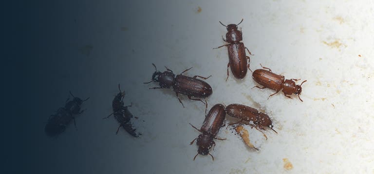 The Economic Implications Of Pest Infestations