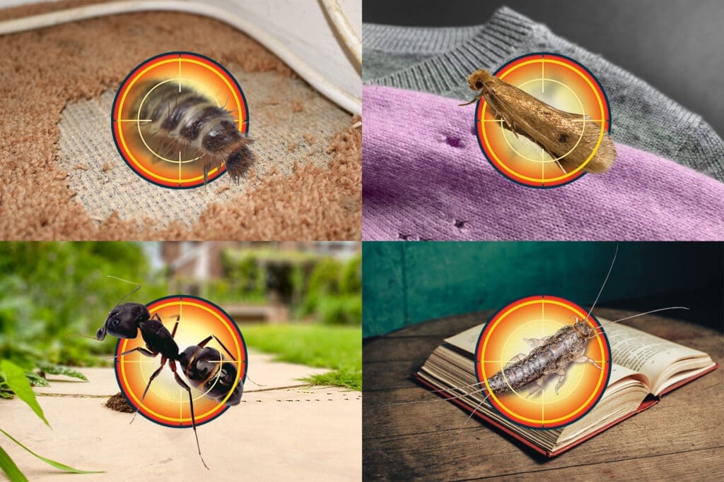 The Essential Guide To Safe Pest Control For Households With Children The Essential Guide To Safe Pest Control For Households With Children