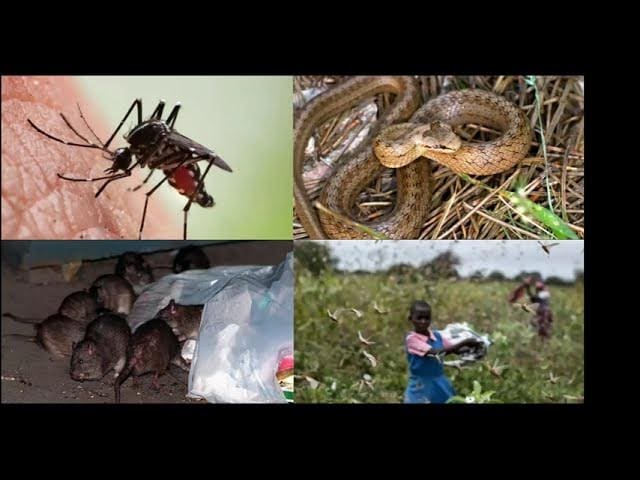 The Ethics Of Pest Control: A Balanced View The Ethics Of Pest Control: A Balanced View