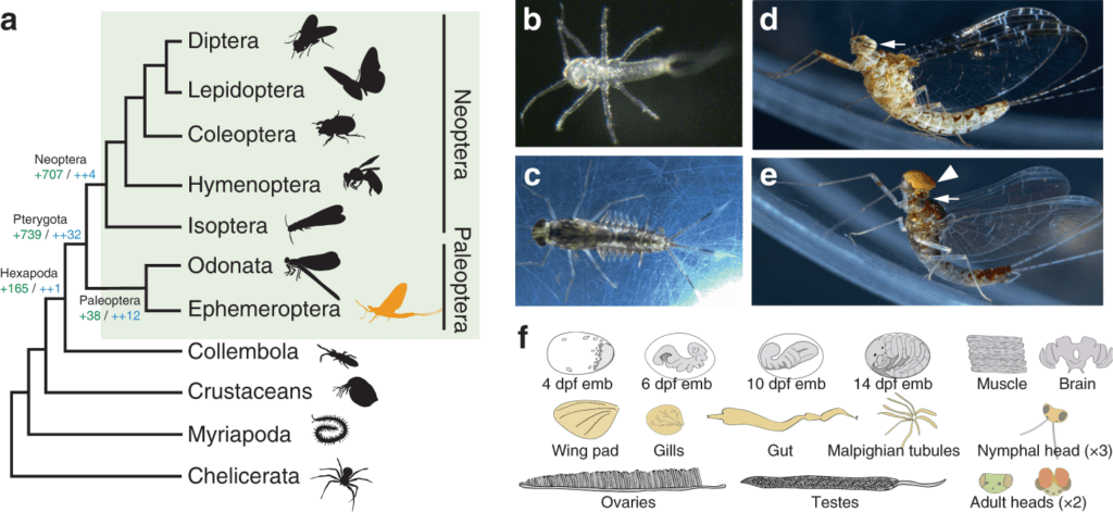 The Evolution Of Pests: A Historical Perspective