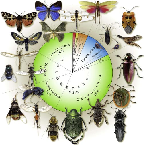 The Evolution Of Pests: A Historical Perspective
