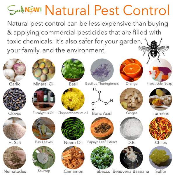 The Green Approach: Herbal Solutions For Pest Control