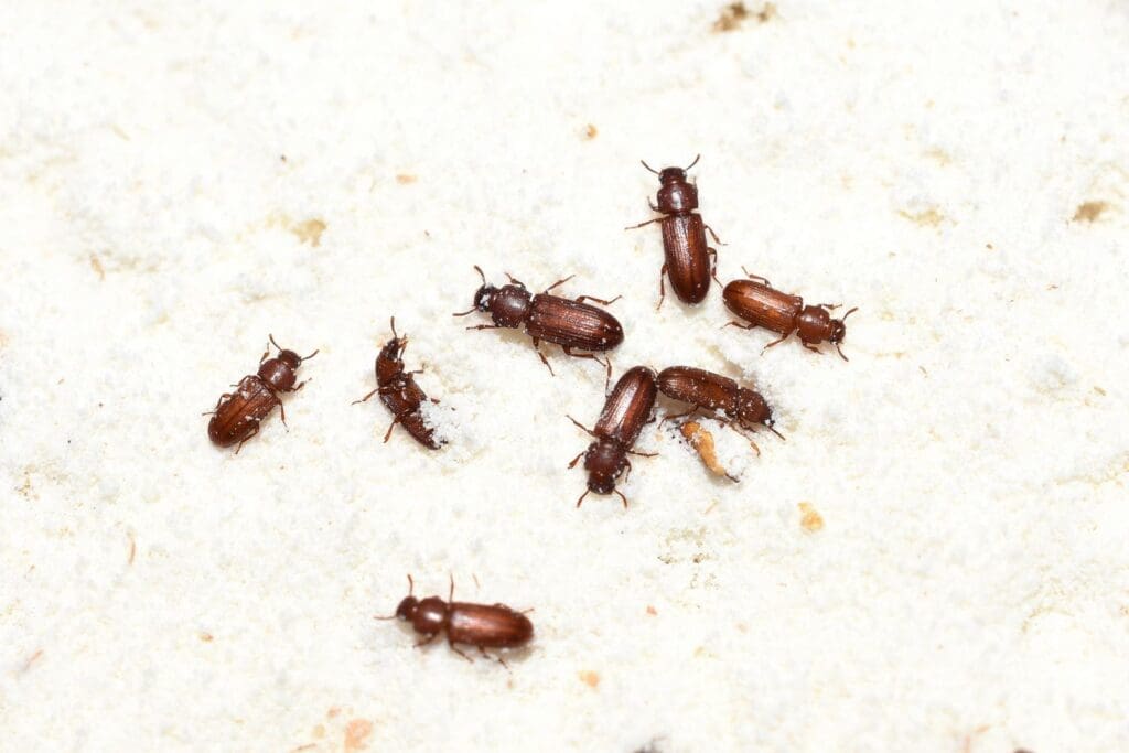 The Hidden World Of Pantry Pests The Hidden World Of Pantry Pests