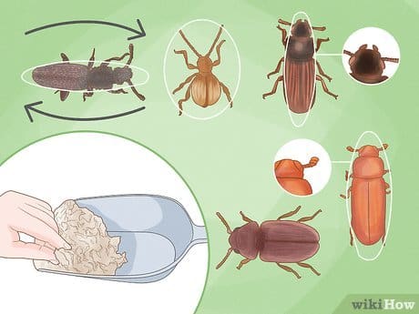 The Hidden World Of Pantry Pests The Hidden World Of Pantry Pests