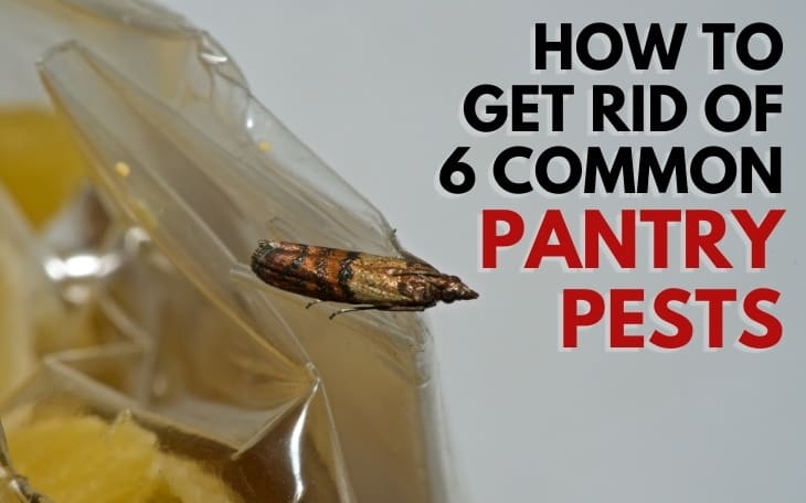 The Hidden World Of Pantry Pests The Hidden World Of Pantry Pests
