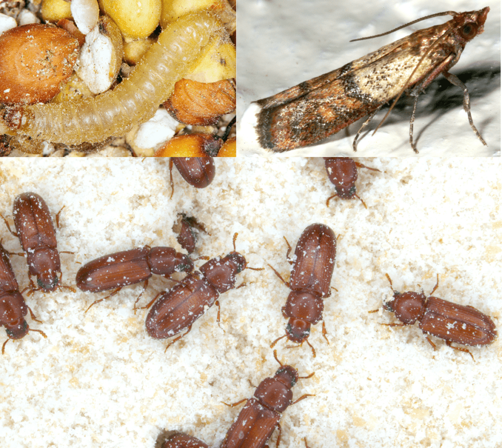 The Hidden World Of Pantry Pests: Prevention And Control The Hidden World Of Pantry Pests: Prevention And Control