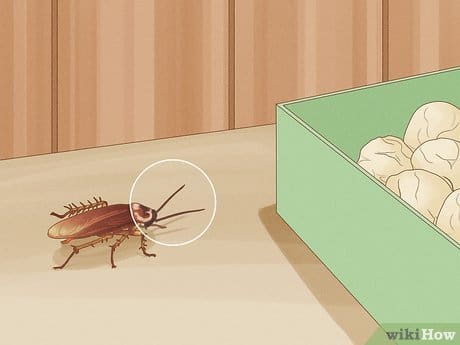 The Hidden World Of Pantry Pests: Prevention And Control The Hidden World Of Pantry Pests: Prevention And Control