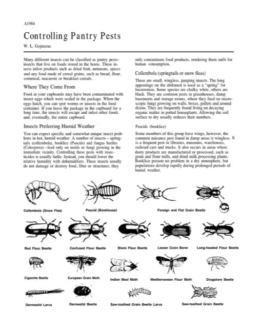 The Hidden World Of Pantry Pests: Prevention And Control The Hidden World Of Pantry Pests: Prevention And Control